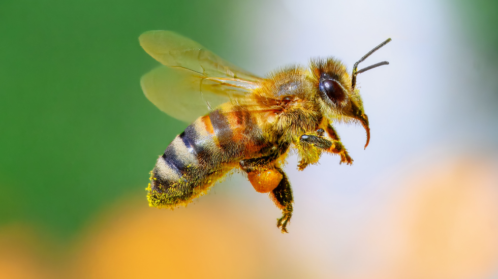 Bee Stings, Insect Bites, and Allergy: What You Should Know 