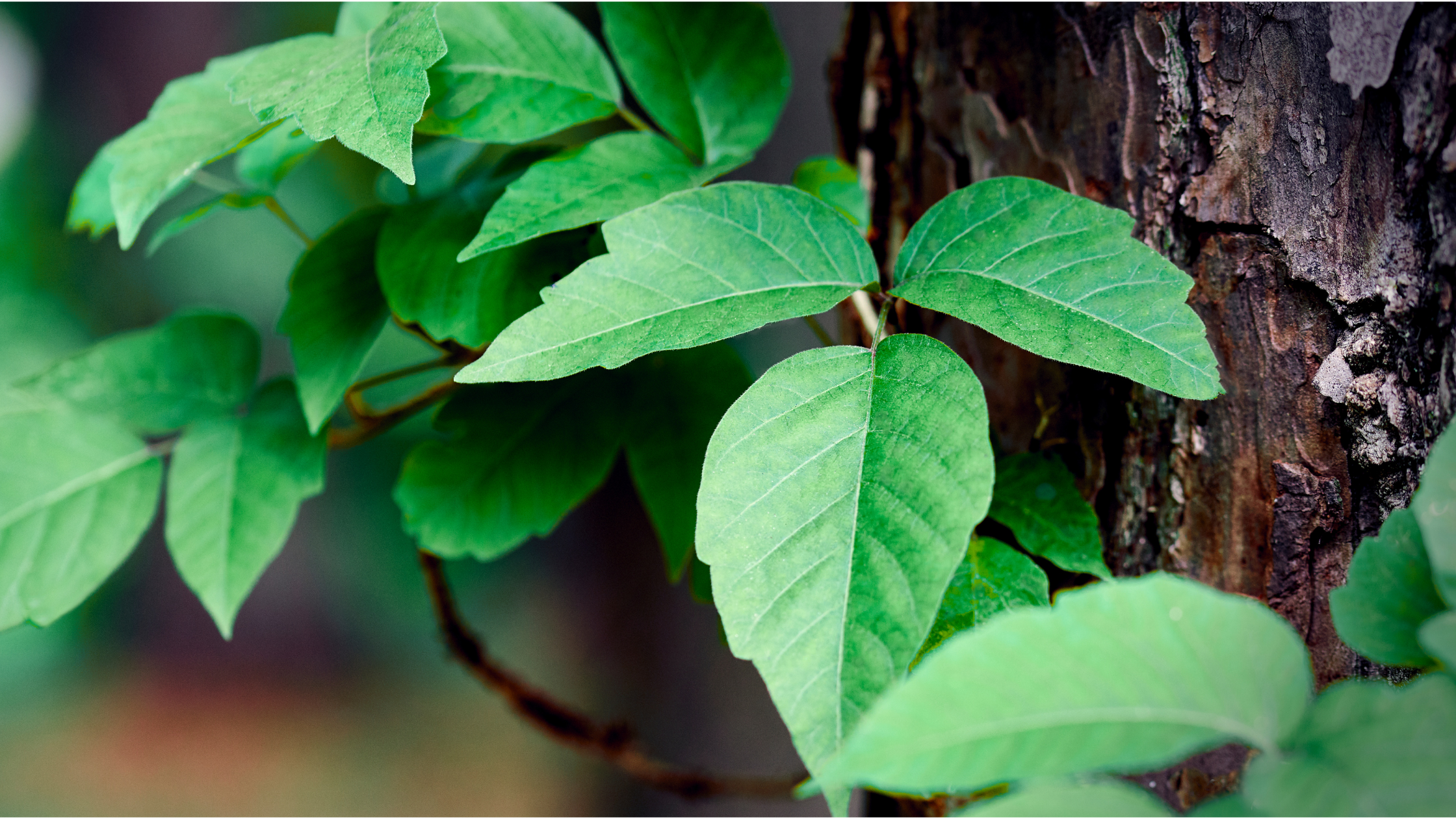 Poison Ivy Prevention and Treatment: When to Use Immediate Care 
